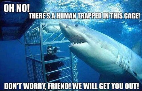 Oh no! There is a human trapped in this cage! Don't worry, friend! We will get you out!  Funny Quote