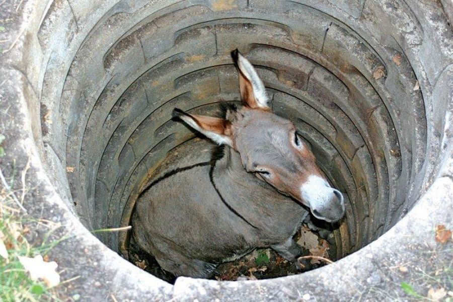 One day a farmer's donkey fell down into a well. The animal cried piteously for hours as the farmer tried to figure out what to do. Finally, he decided the animal was old, and the well needed to be covered up anyway; it just wasn't worth it to retrieve the donkey.

He invited all his neighbors to come over and help him. They all grabbed a shovel and began to shovel dirt into the well. At first, the donkey realized what was happening and cried horribly. Then, to everyone's amazement he quieted down.

A few shovel loads later, the farmer finally looked down the well. He was astonished at what he saw. With each shovel of dirt that hit his back, the donkey was doing something amazing. He would shake it off and take a step up.

As the farmer's neighbors continued to shovel dirt on top of the animal, he would shake it off and take a step up. Pretty soon, everyone was amazed as the donkey stepped up over the edge of the well and happily trotted off!

MORAL:
Life is going to shovel dirt on you, all kinds of dirt. The trick to getting out of the well is to shake it off and take a step up. Each of our troubles is a steppingstone. We can get out of the deepest wells just by not stopping, never giving up! Shake it off and take a step up. Life Motivational The Donkey In The Well Story Quote